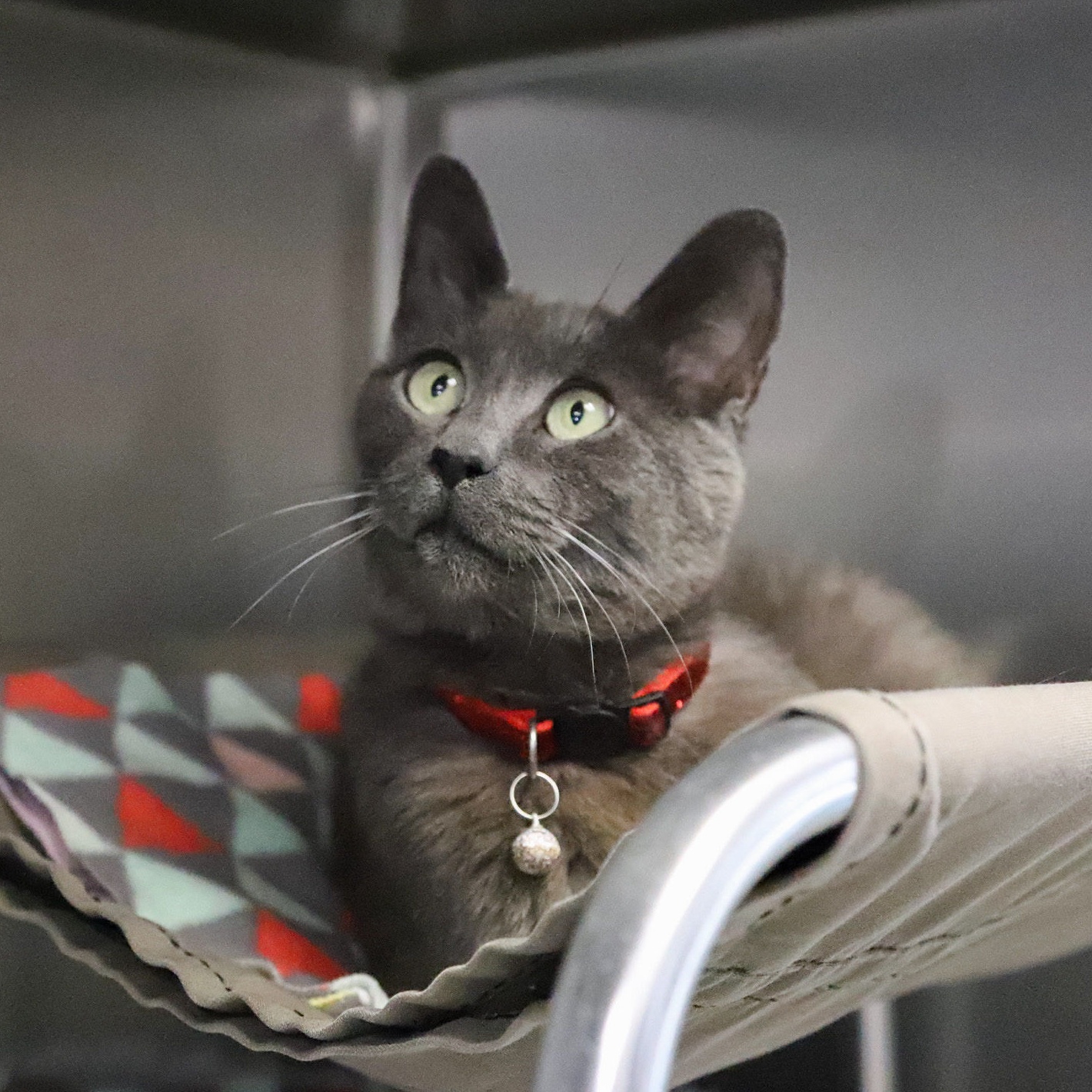 Enlarge Mr. Merle Grey, an adoptable Domestic Short Hair in Medford, OR image 1/4