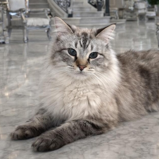 STORMY , ADOPTABLE, Adult Male Ragdoll & Siberian.