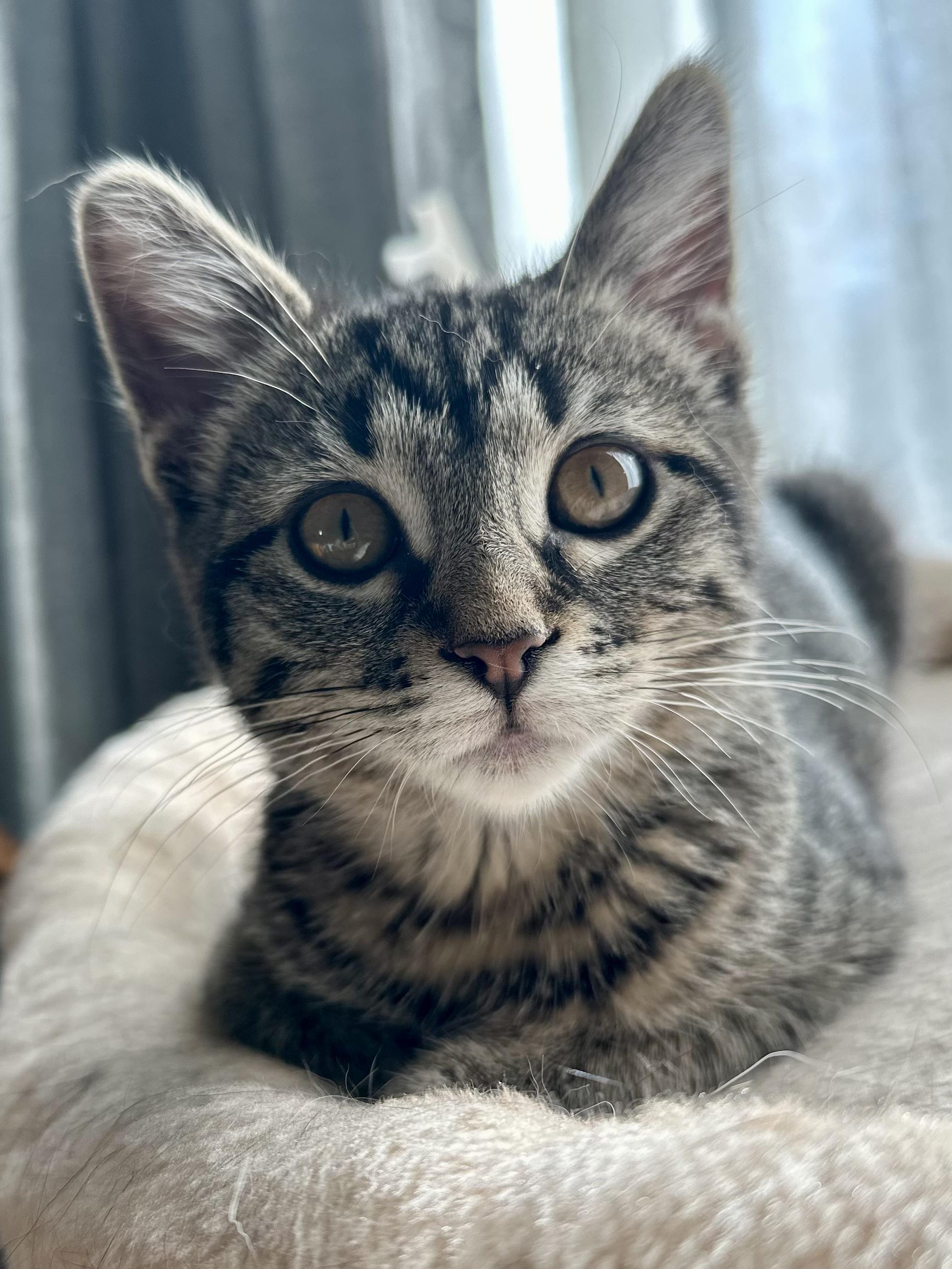 Enlarge Fern, an adopted Tabby in Wheeling, IL image 1/4