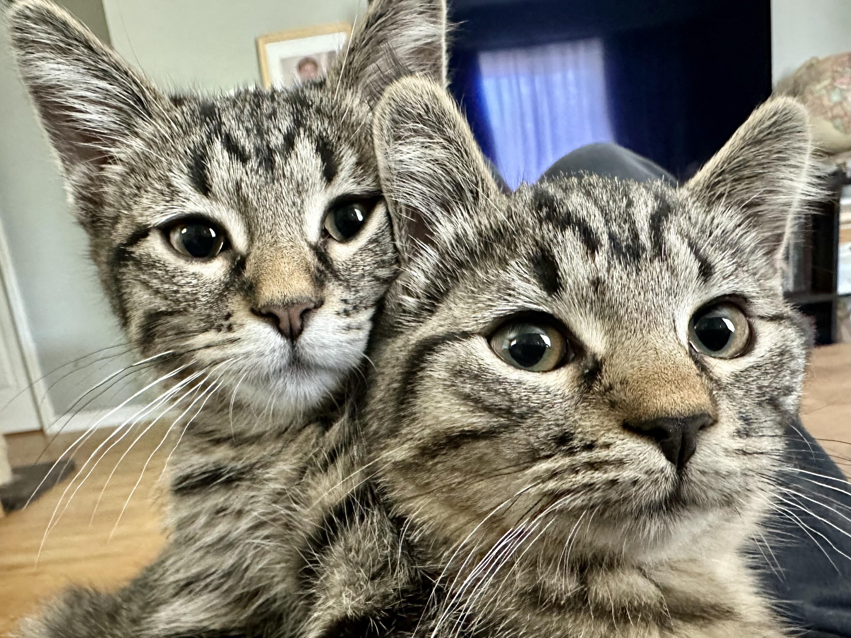 Enlarge Fern, an adopted Tabby in Wheeling, IL image 4/4