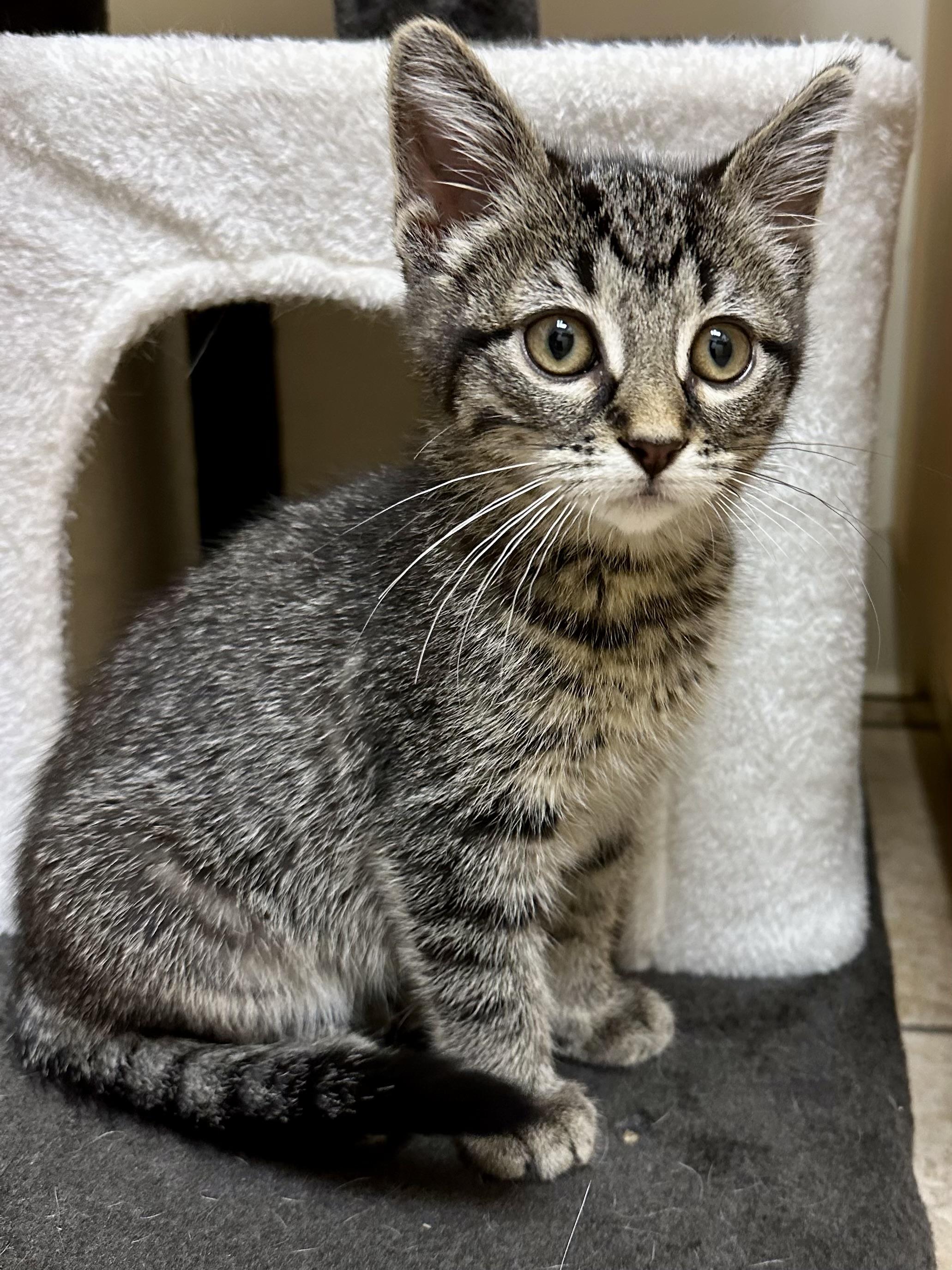 Enlarge Fern, an adopted Tabby in Wheeling, IL image 2/4
