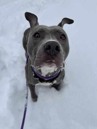 Junie, Adult Female Mixed Breed