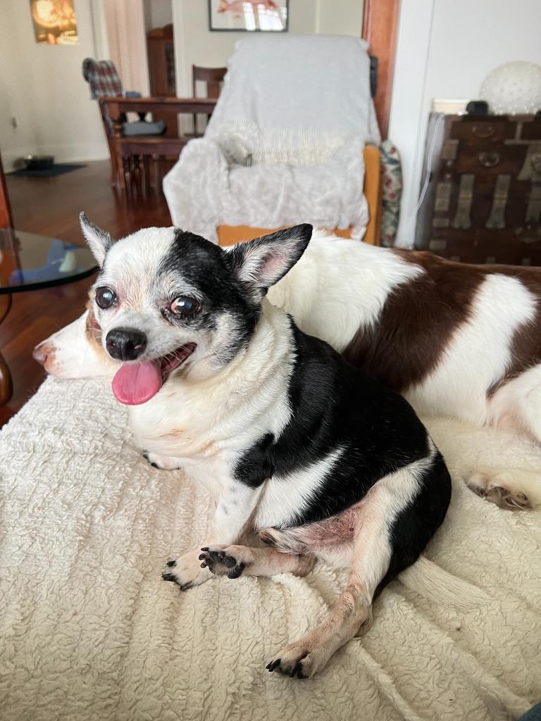 Cuty (In Foster), Senior Male unknown