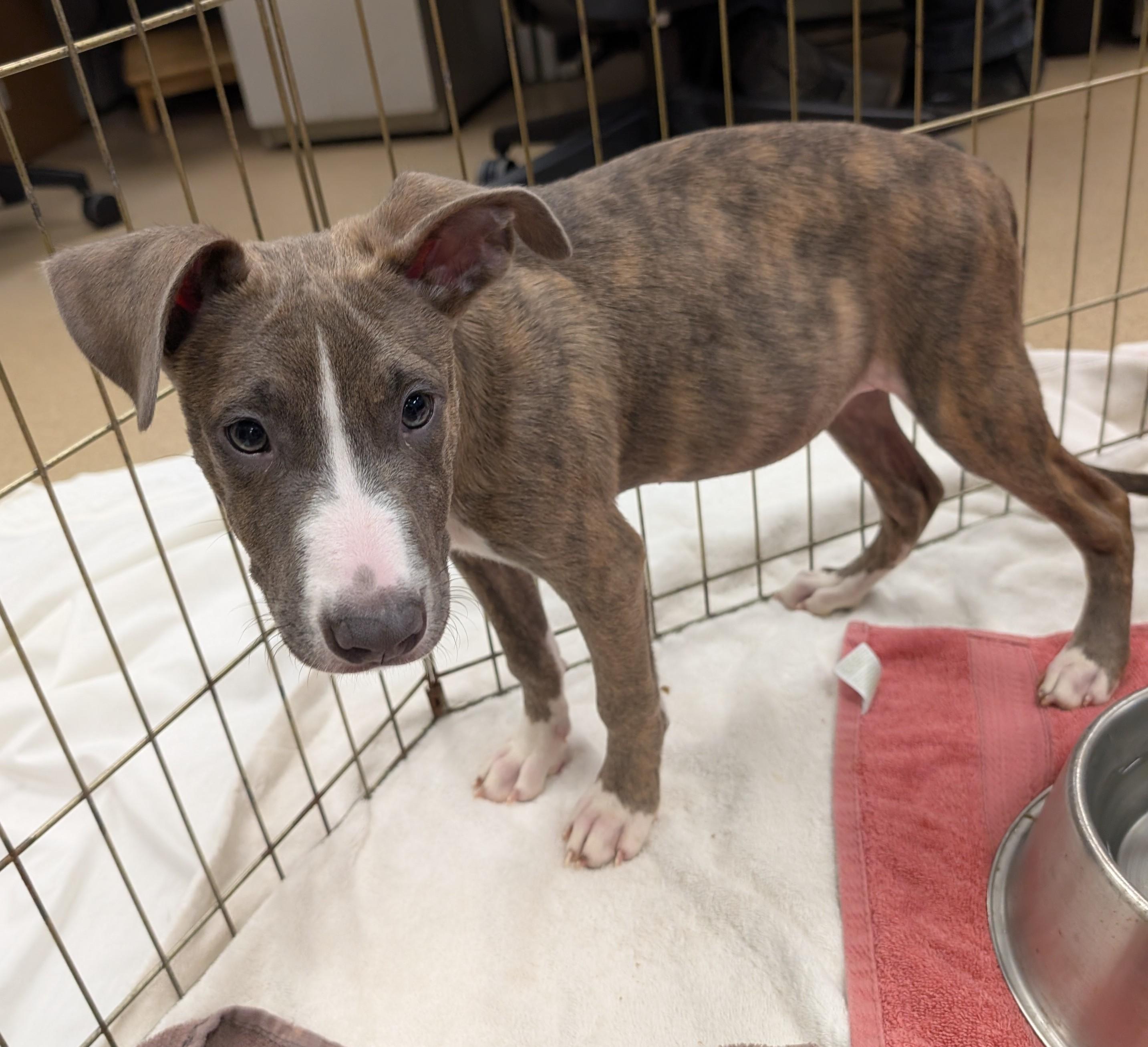 Gabe A220535, Adoptable, Puppy Male Pit Bull Terrier.