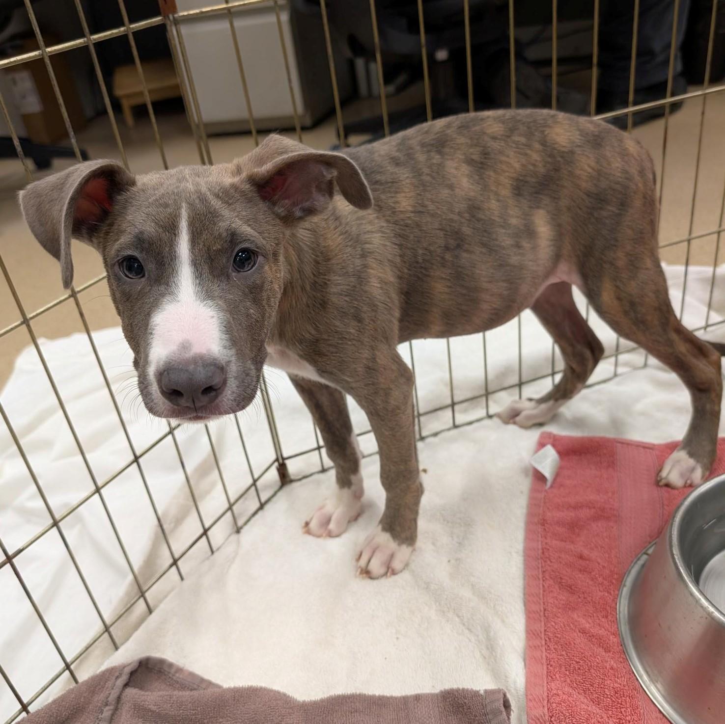 Enlarge Gabe A220535, a Adoptable mixed breed in Plano, TX image 2/3