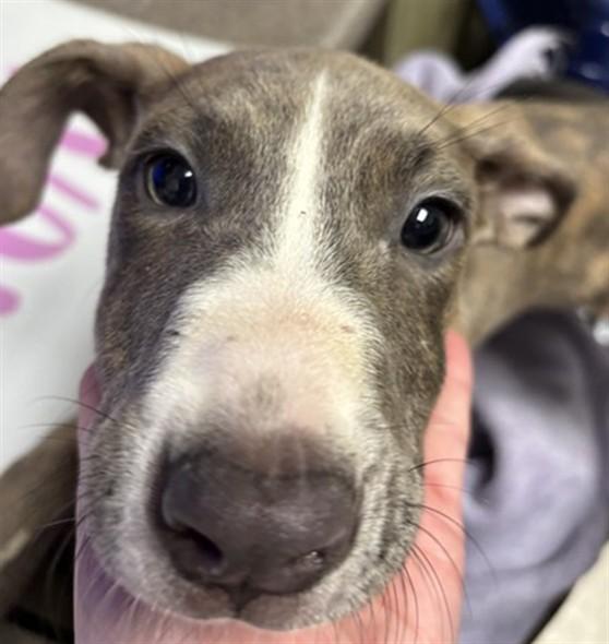 Enlarge Gabe A220535, a Adoptable mixed breed in Plano, TX image 3/3