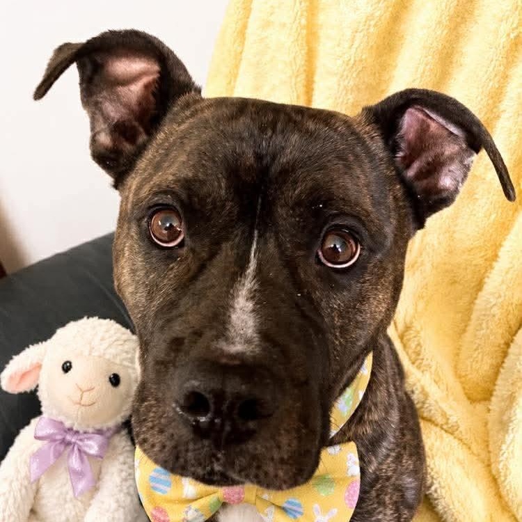 Enlarge D.B. Cooper, a Adoptable mixed breed in Archbold , OH image 1/3