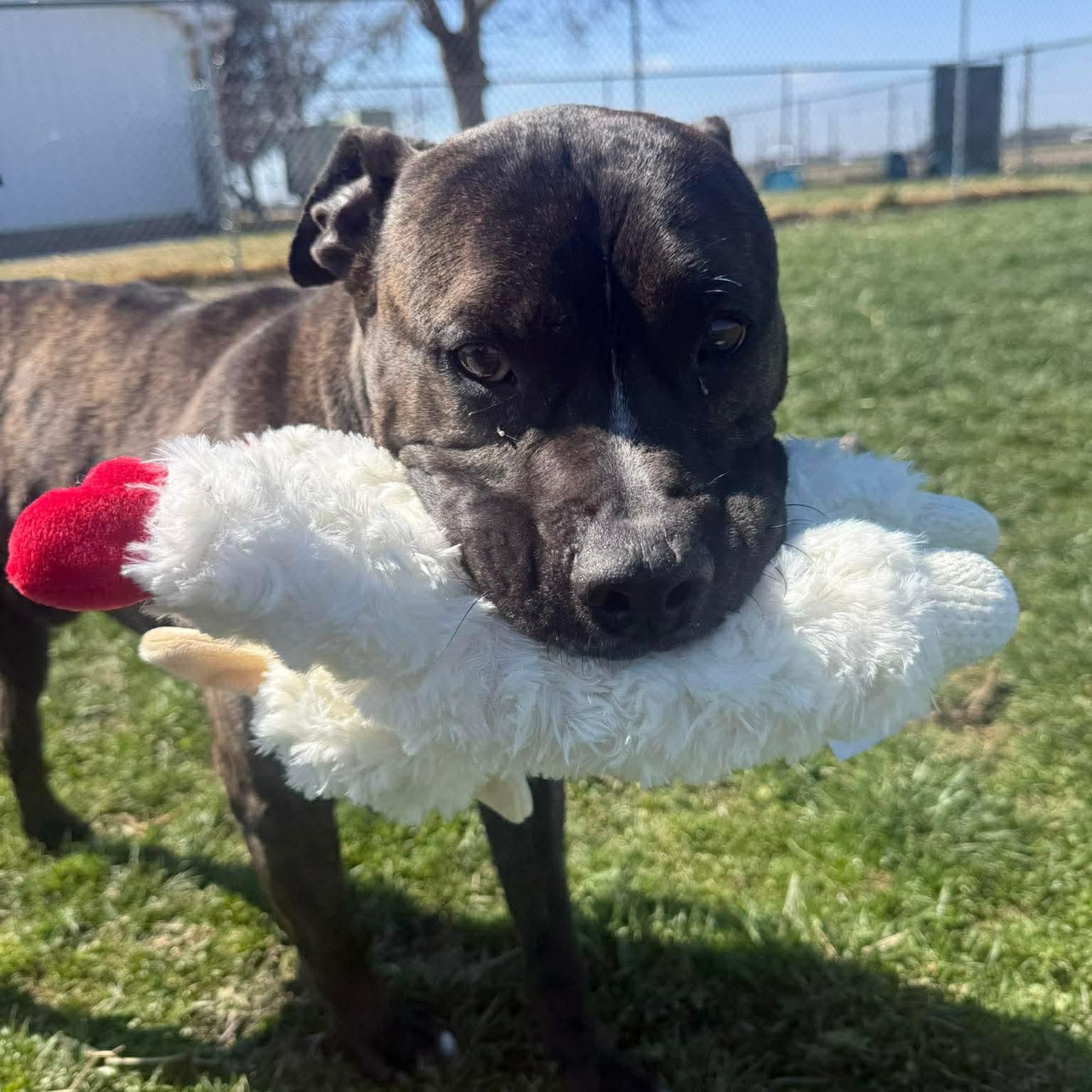 Enlarge D.B. Cooper, a Adoptable mixed breed in Archbold , OH image 3/3