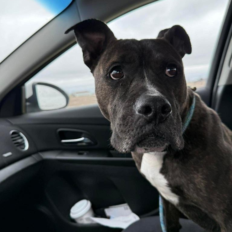 Enlarge D.B. Cooper, a Adoptable mixed breed in Archbold , OH image 2/3