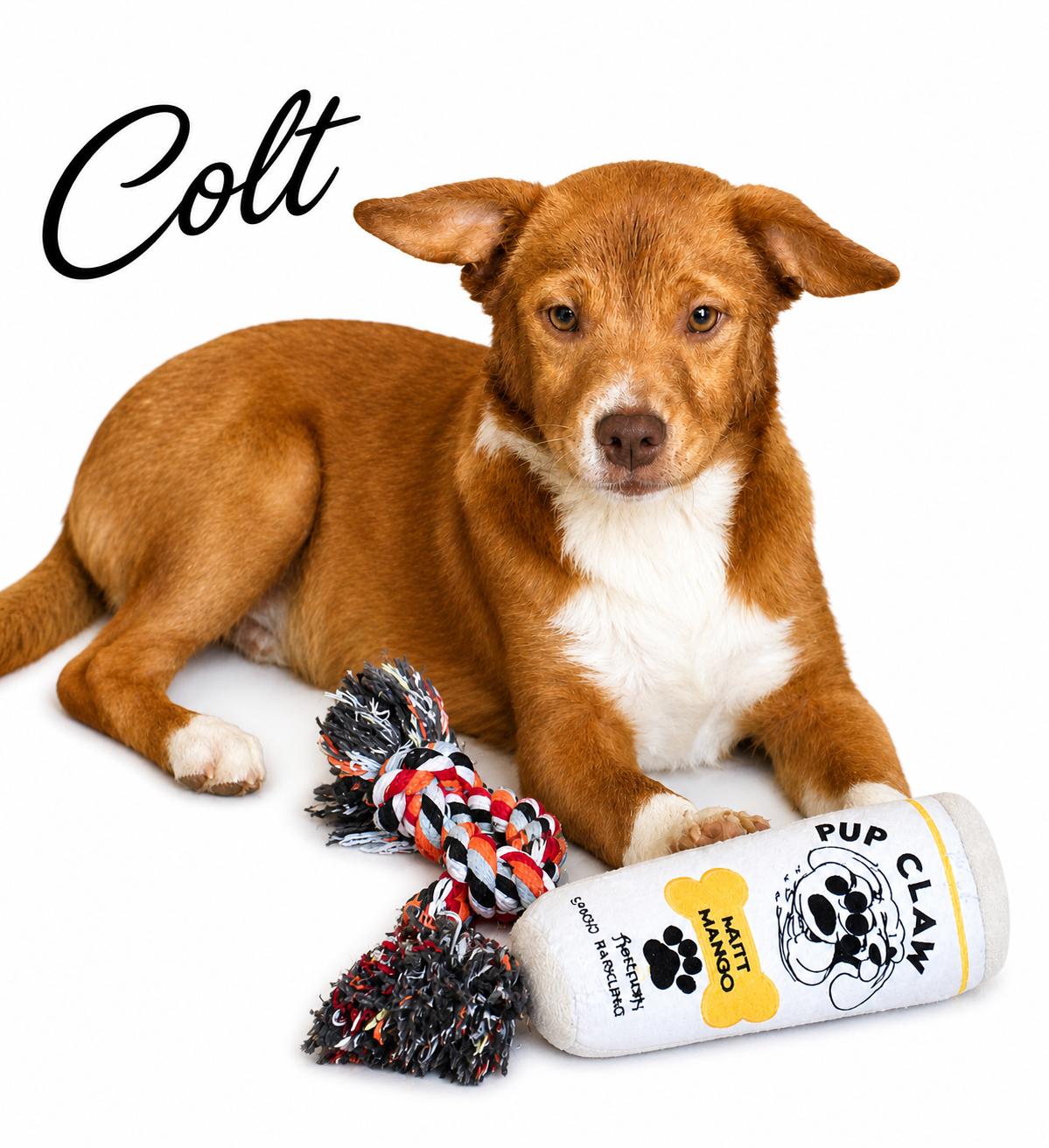 Colt, Adoptable, Puppy Male Mixed Breed.