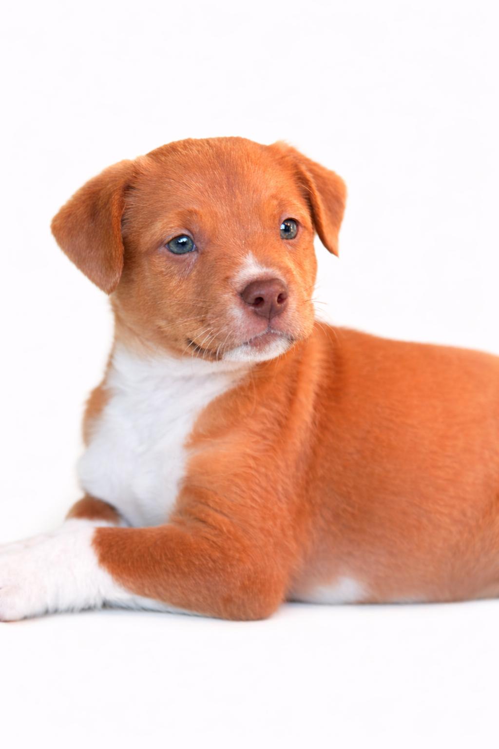 Enlarge Colt, a Adoptable mixed breed in SYLVANIA, GA image 3/6