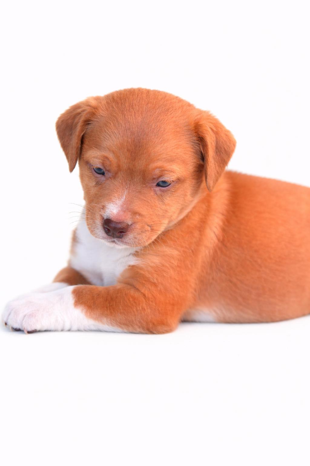 Enlarge Colt, a Adoptable mixed breed in SYLVANIA, GA image 5/6