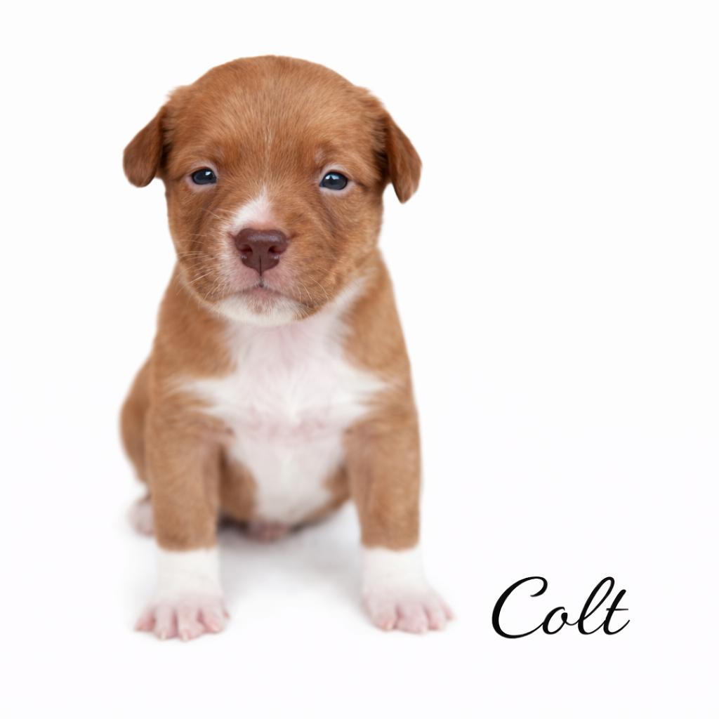 Enlarge Colt, a Adoptable mixed breed in SYLVANIA, GA image 6/6