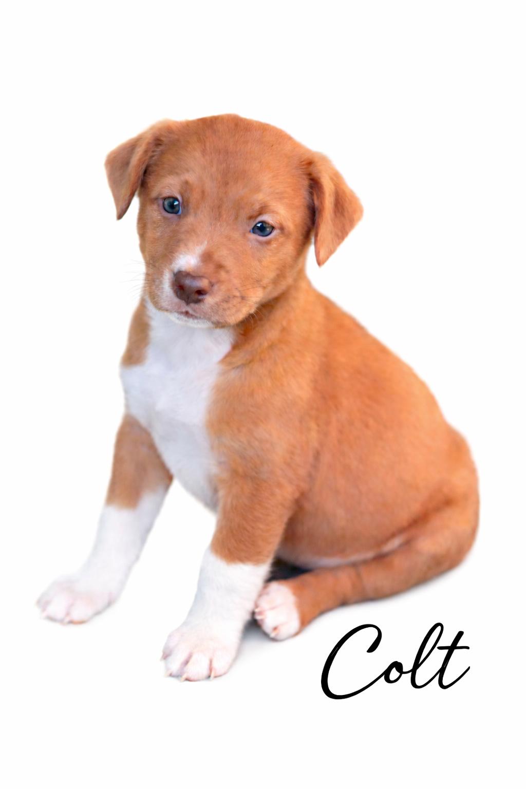 Enlarge Colt, a Adoptable mixed breed in SYLVANIA, GA image 2/6