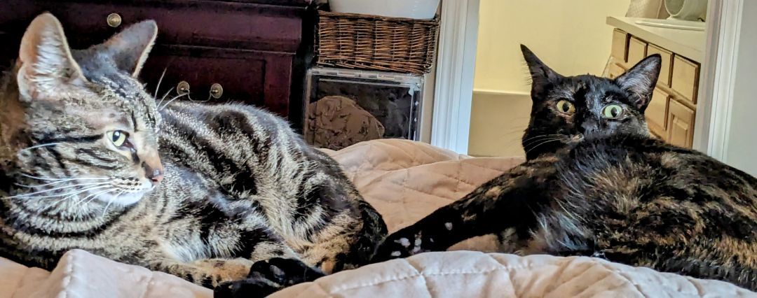 Mikka, Adoptable, Adult Female Domestic Short Hair & American Bobtail.