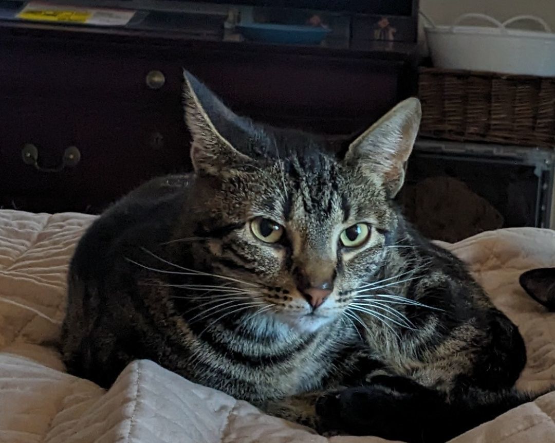 Mikka, a Adoptable mixed breed in Silverton, OR image 3/4