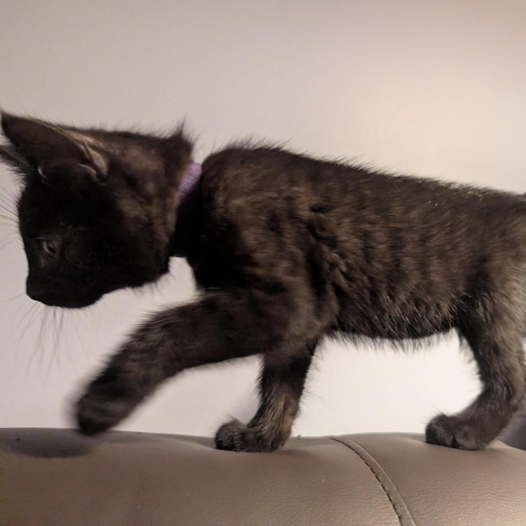 Raven Mewstique Darkholme, Adoptable, Kitten Female Domestic Short Hair.