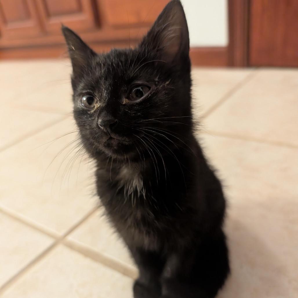 Enlarge Raven Mewstique Darkholme, a Adoptable Domestic Short Hair in Granville, OH image 3/6