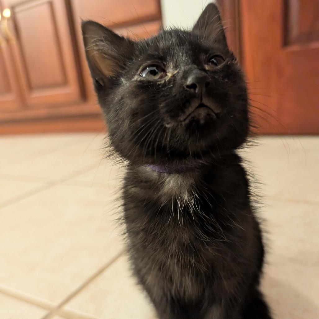 Enlarge Raven Mewstique Darkholme, a Adoptable Domestic Short Hair in Granville, OH image 4/6