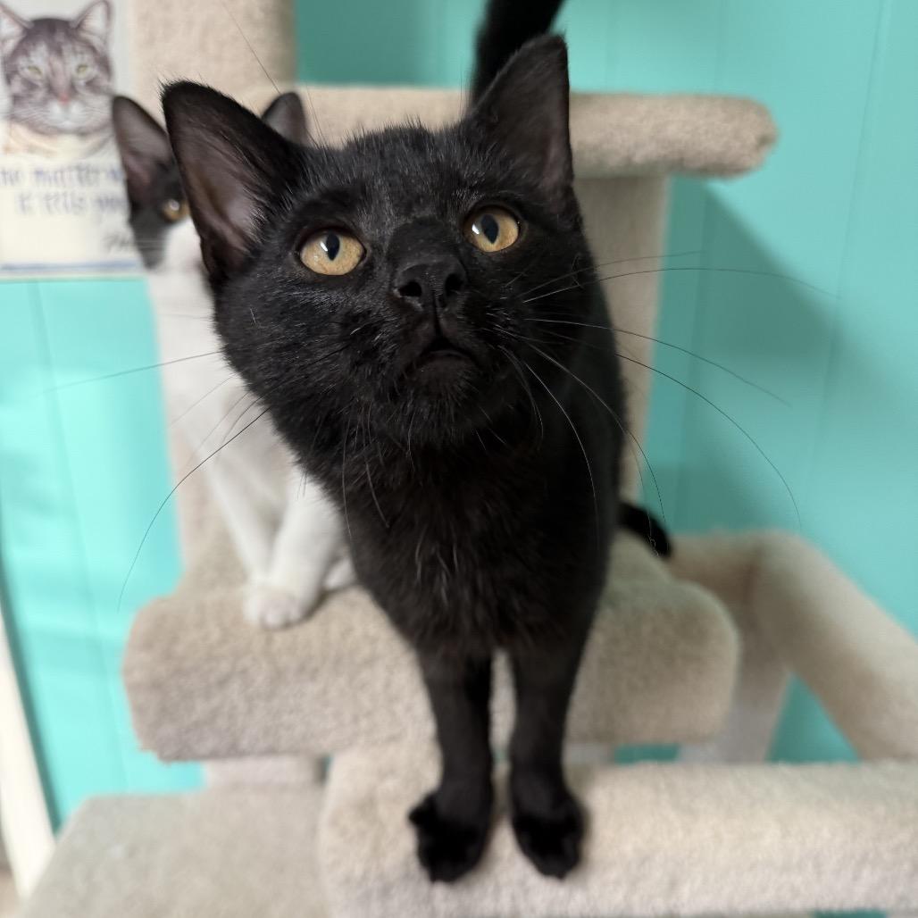 Enlarge Raven Mewstique Darkholme, a Adoptable Domestic Short Hair in Granville, OH image 5/6