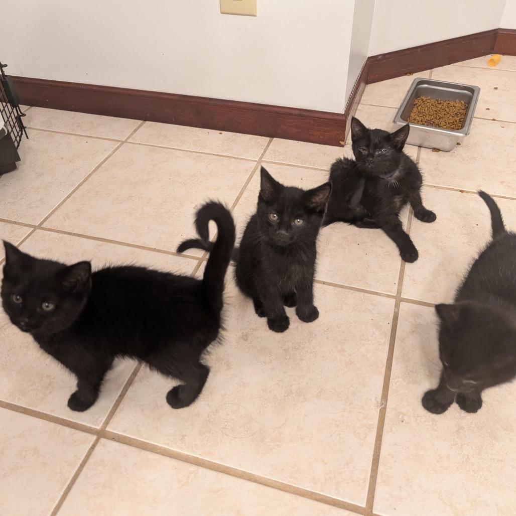 Enlarge Raven Mewstique Darkholme, a Adoptable Domestic Short Hair in Granville, OH image 6/6