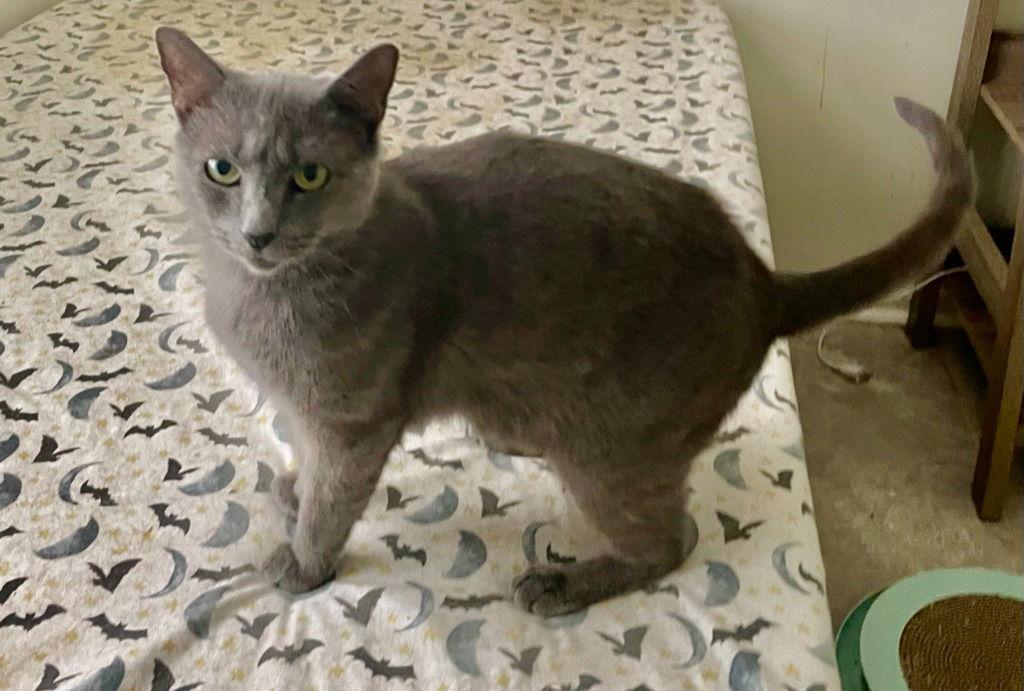 Enlarge Camilla, a Adoptable Domestic Short Hair in Garner, NC image 1/1