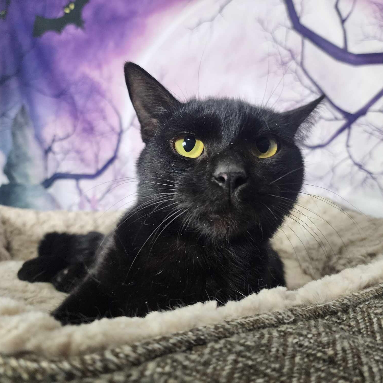 Enlarge California, a Adoptable Domestic Short Hair in Greensburg, PA image 4/6