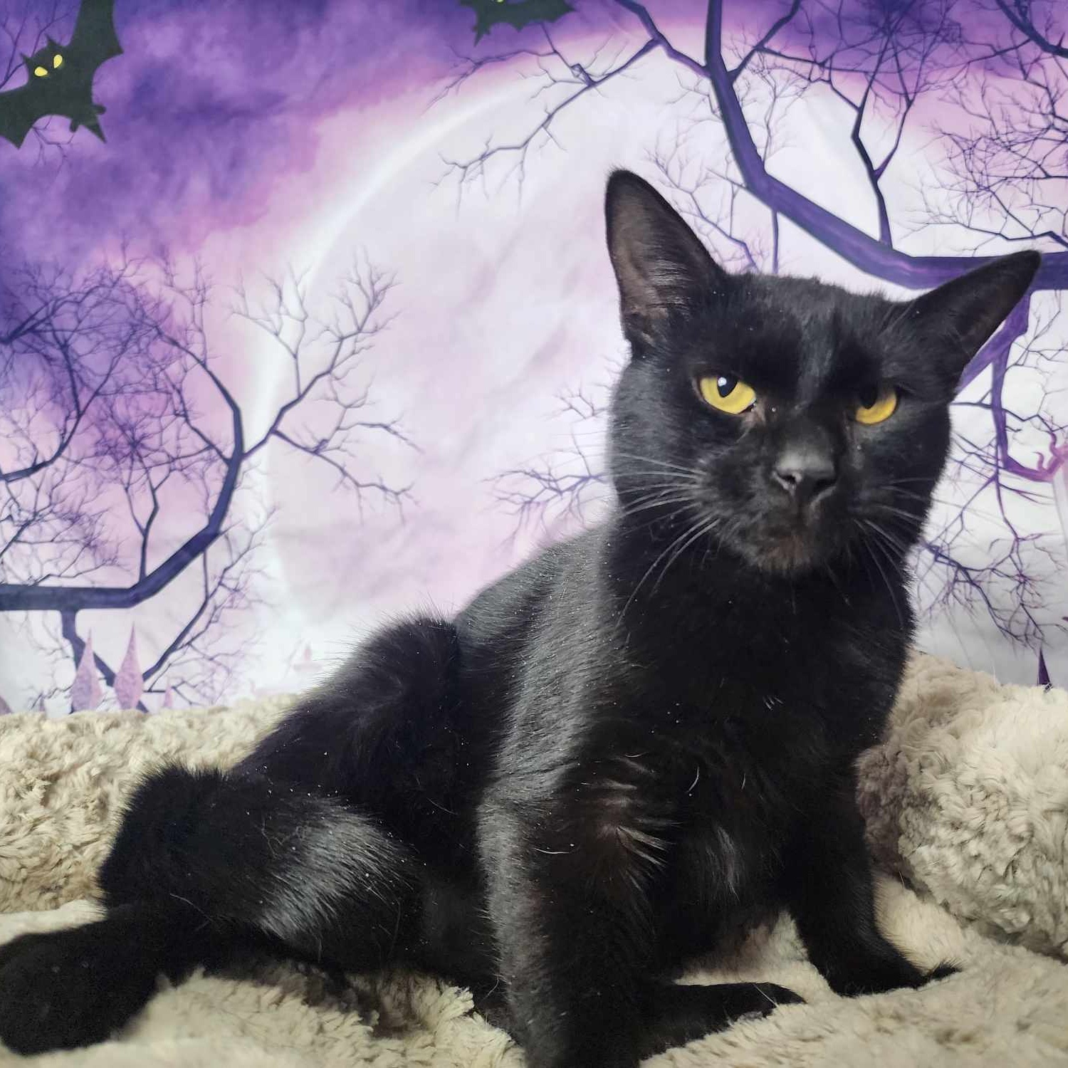 Enlarge California, a Adoptable Domestic Short Hair in Greensburg, PA image 5/6