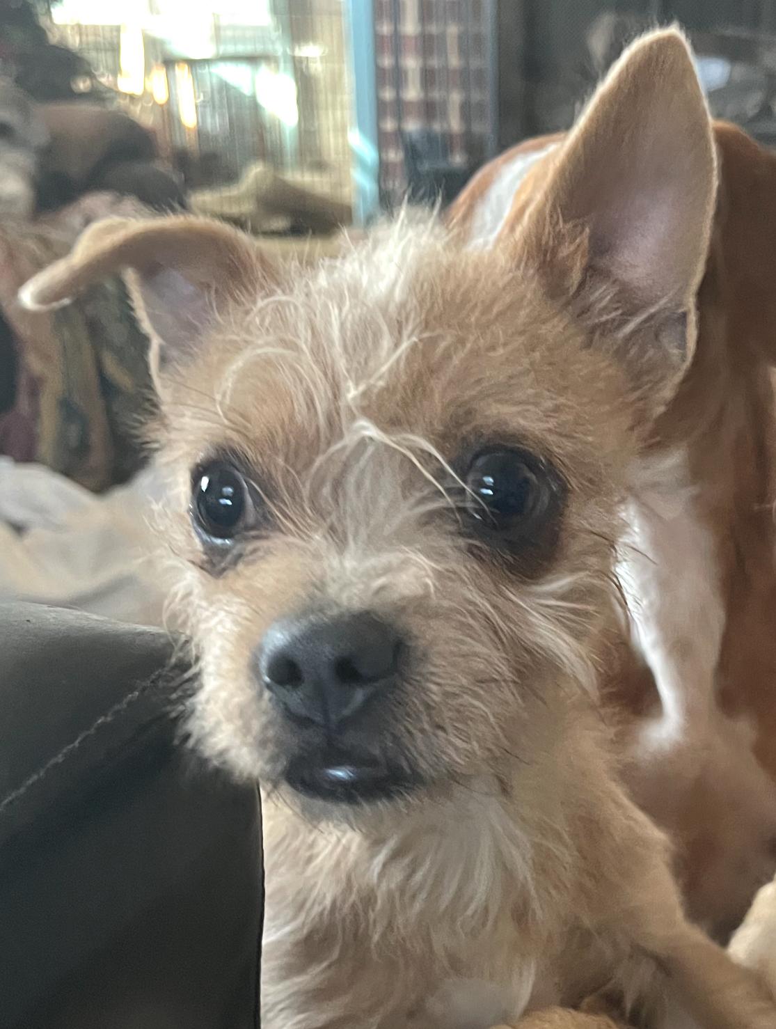 Emmett, Adoptable, Young Male Terrier.