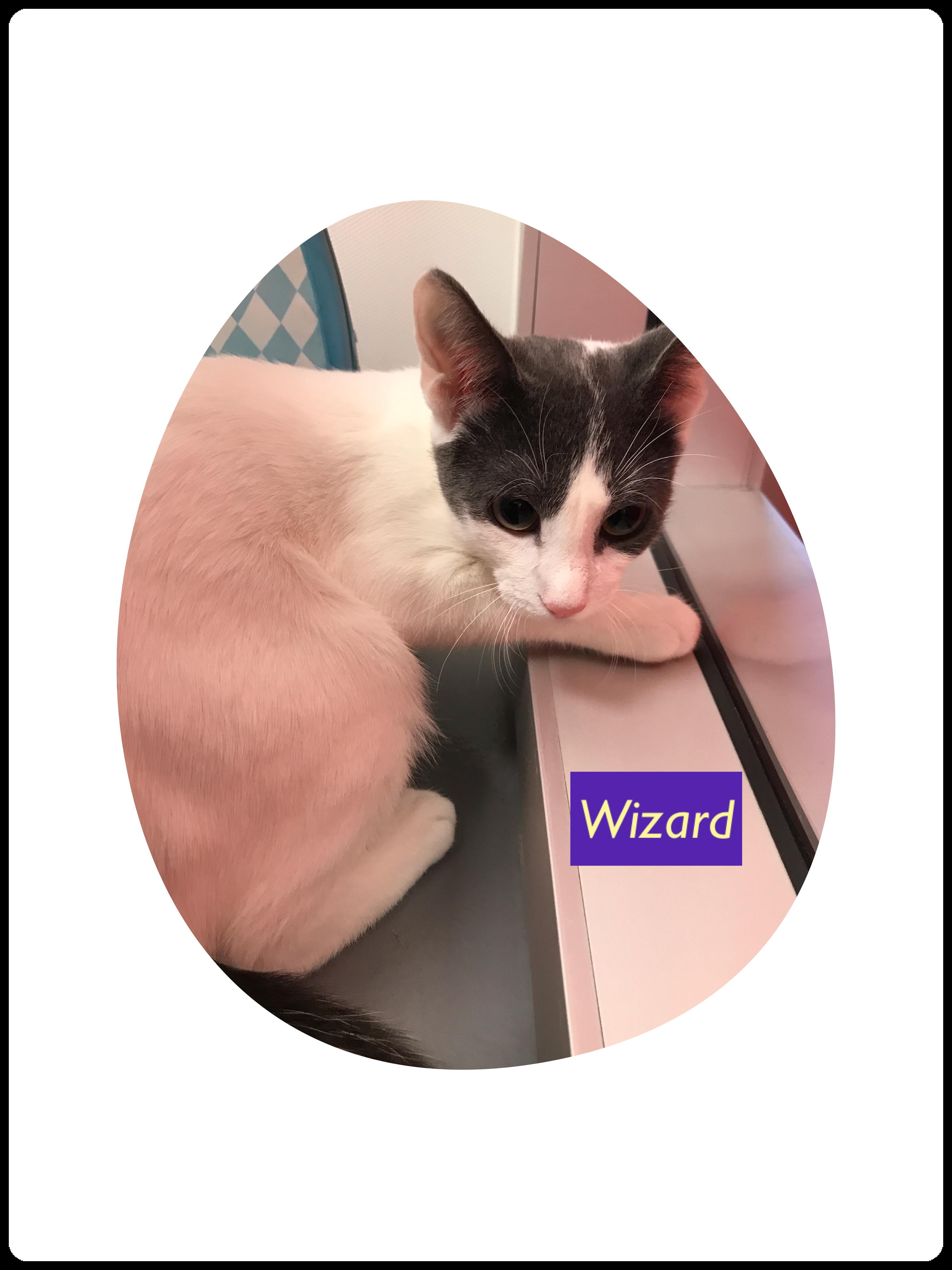 Henry, Rebel (F) & Wizard (M)