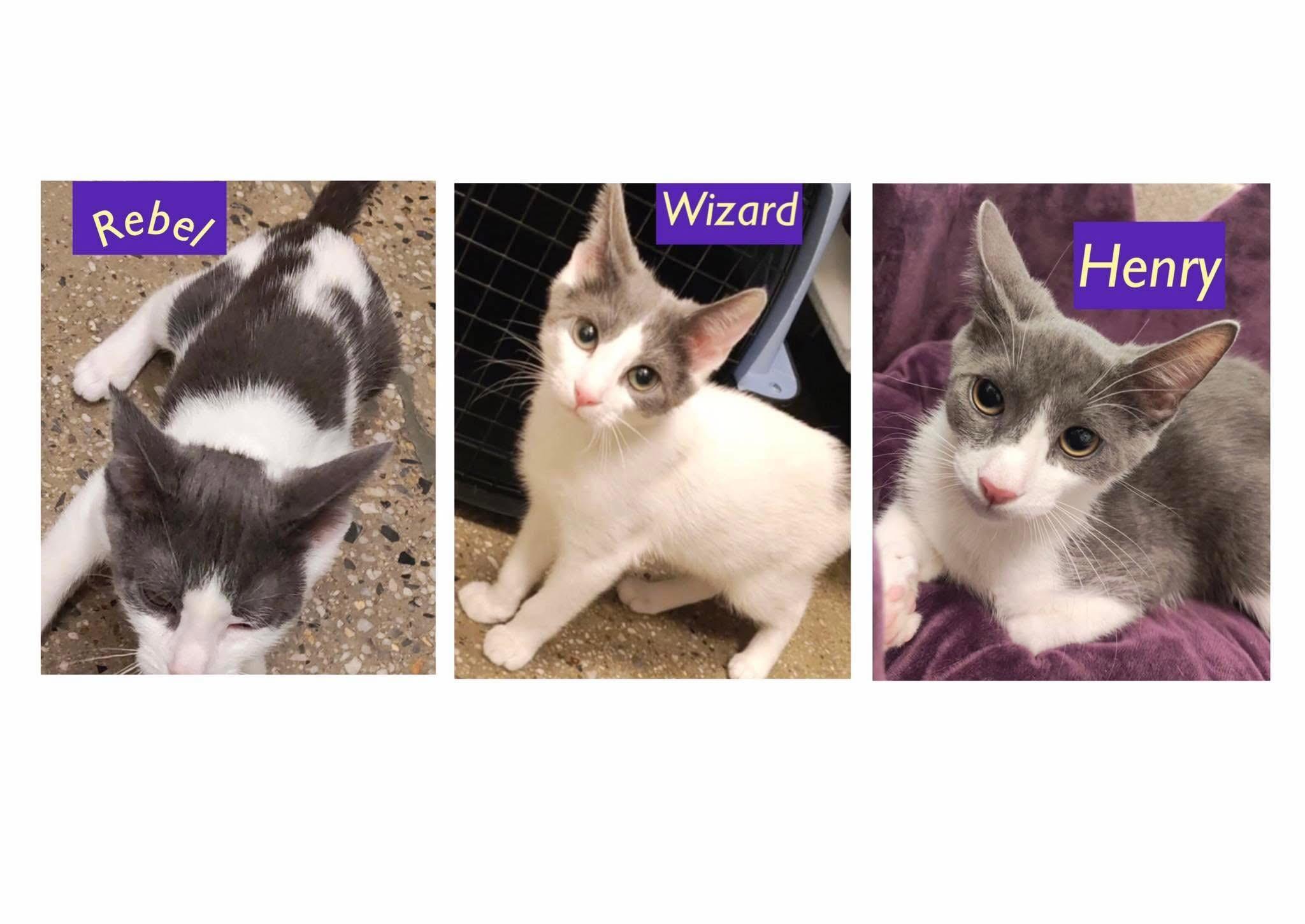 Henry, Rebel (F) & Wizard (M)