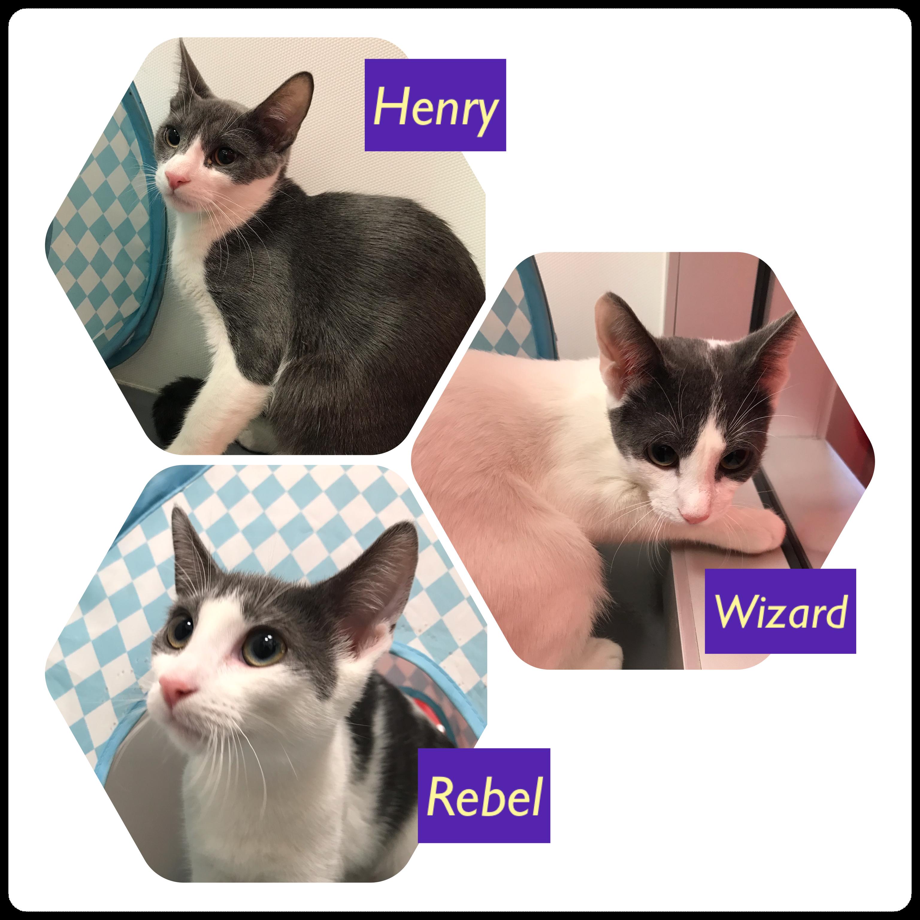 Henry, Rebel (F) & Wizard (M)