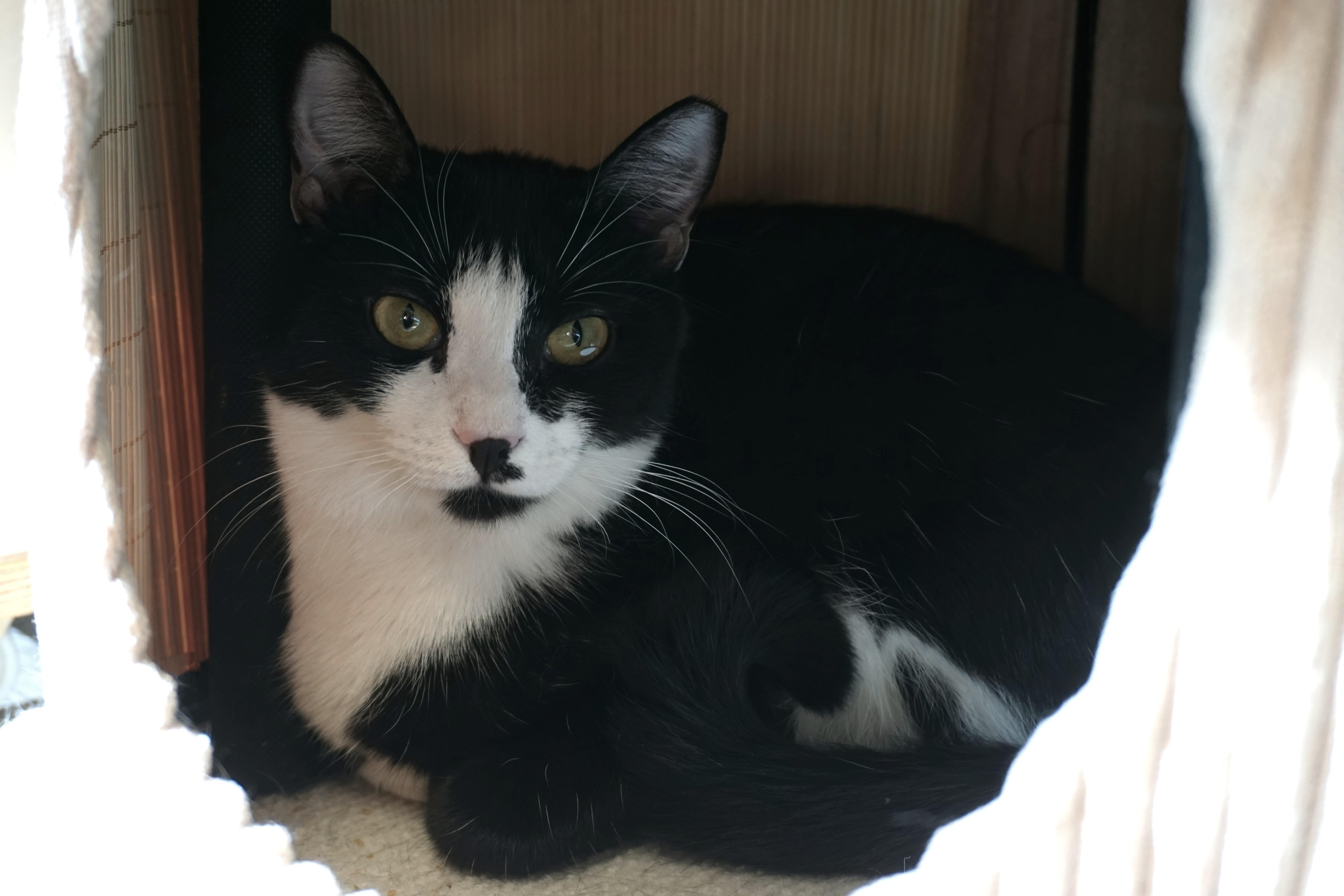 Enlarge Rosemarie, an adopted Domestic Short Hair in Fountain Hills, AZ image 3/5