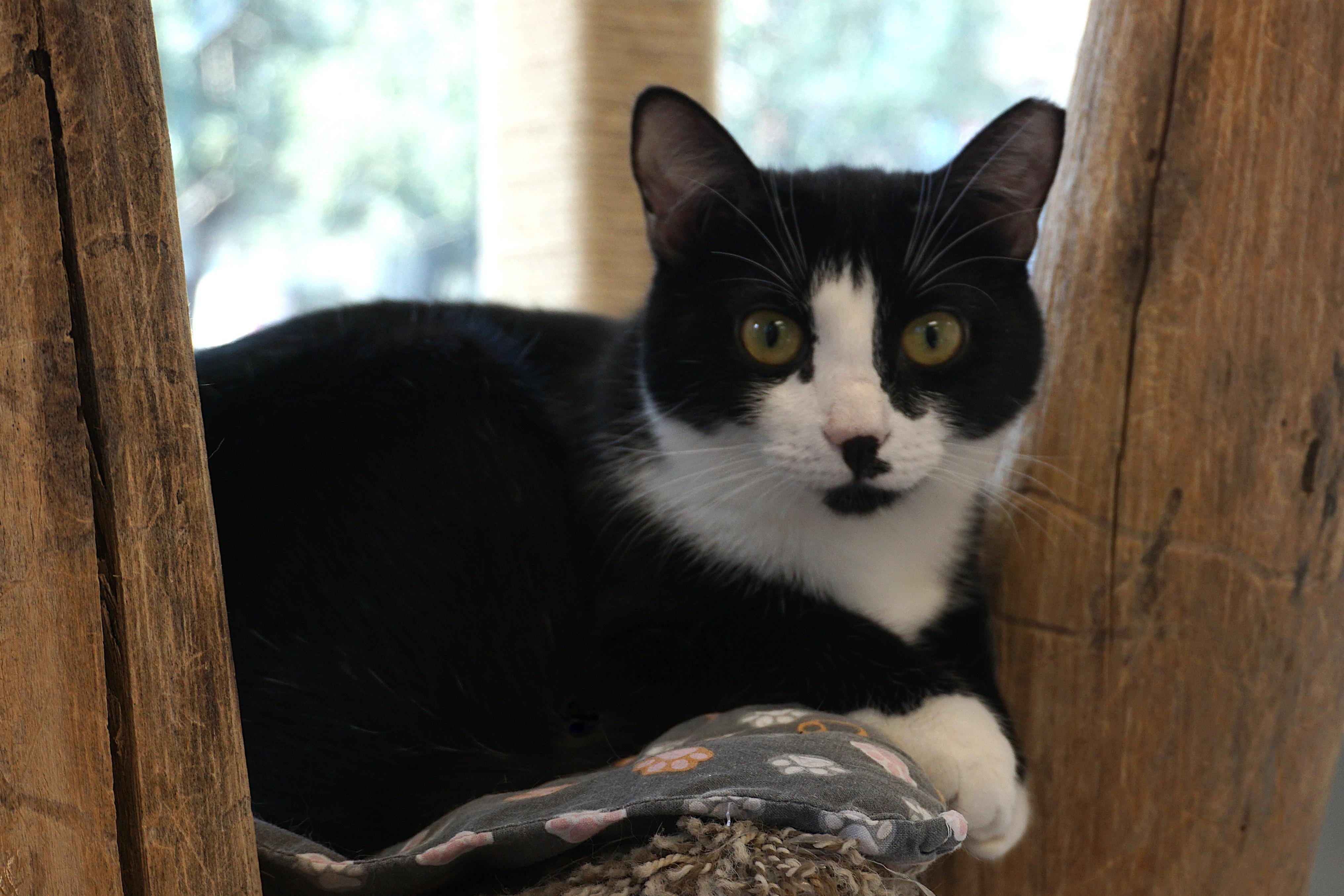 Enlarge Rosemarie, an adopted Domestic Short Hair in Fountain Hills, AZ image 2/5