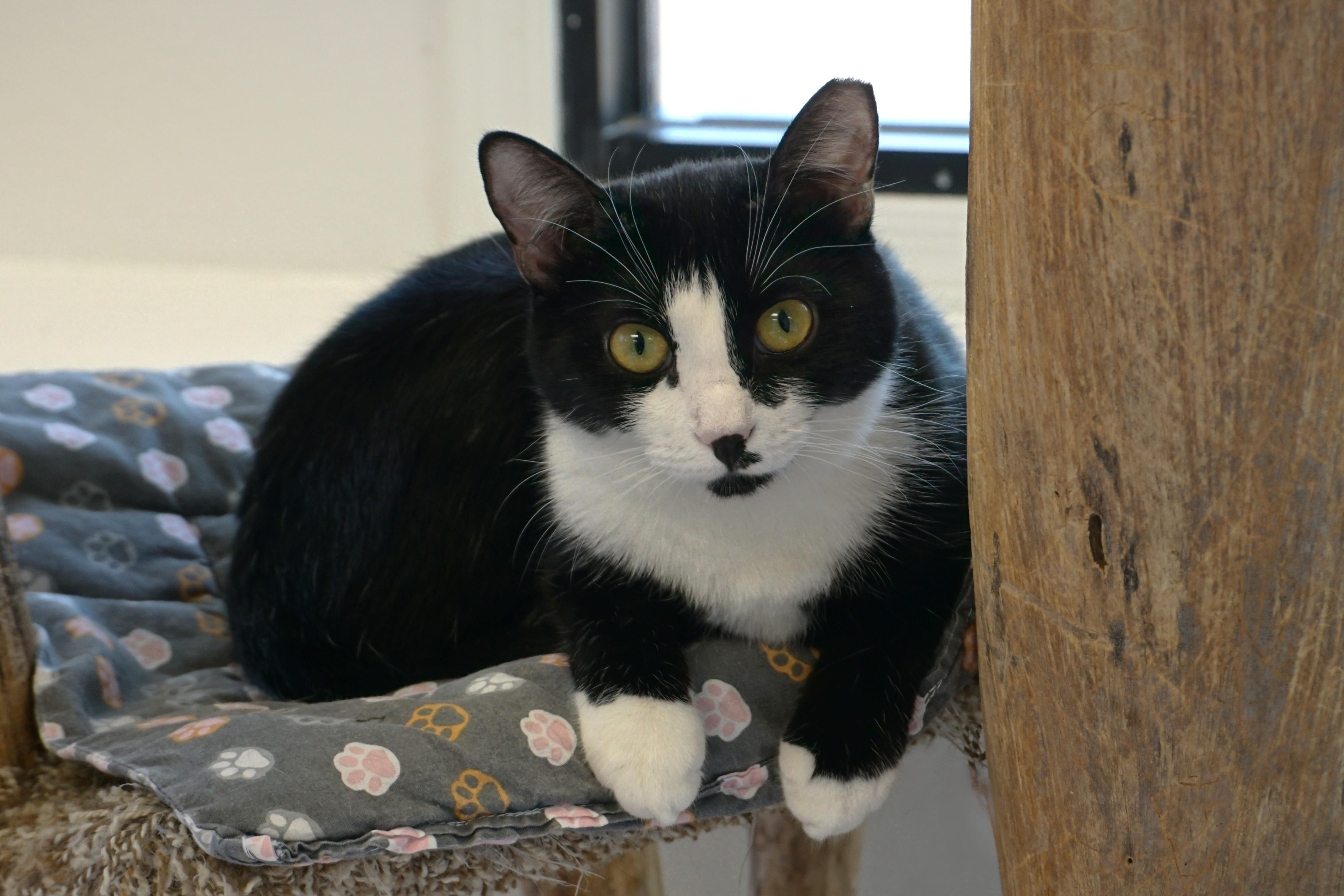 Rosemarie, ADOPTABLE, Adult Female Domestic Short Hair.