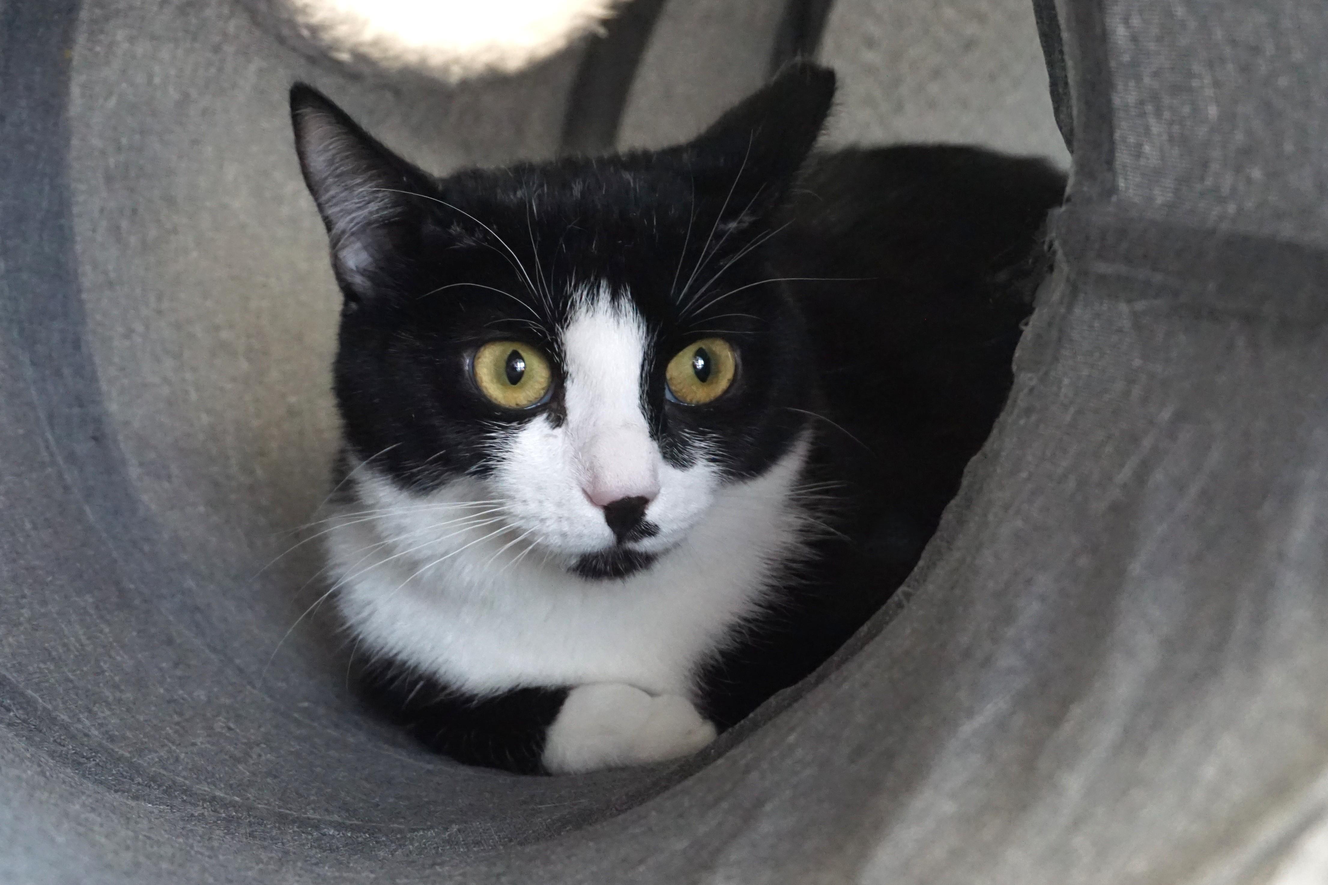 Enlarge Rosemarie, a ADOPTABLE Domestic Short Hair in Fountain Hills, AZ image 2/3