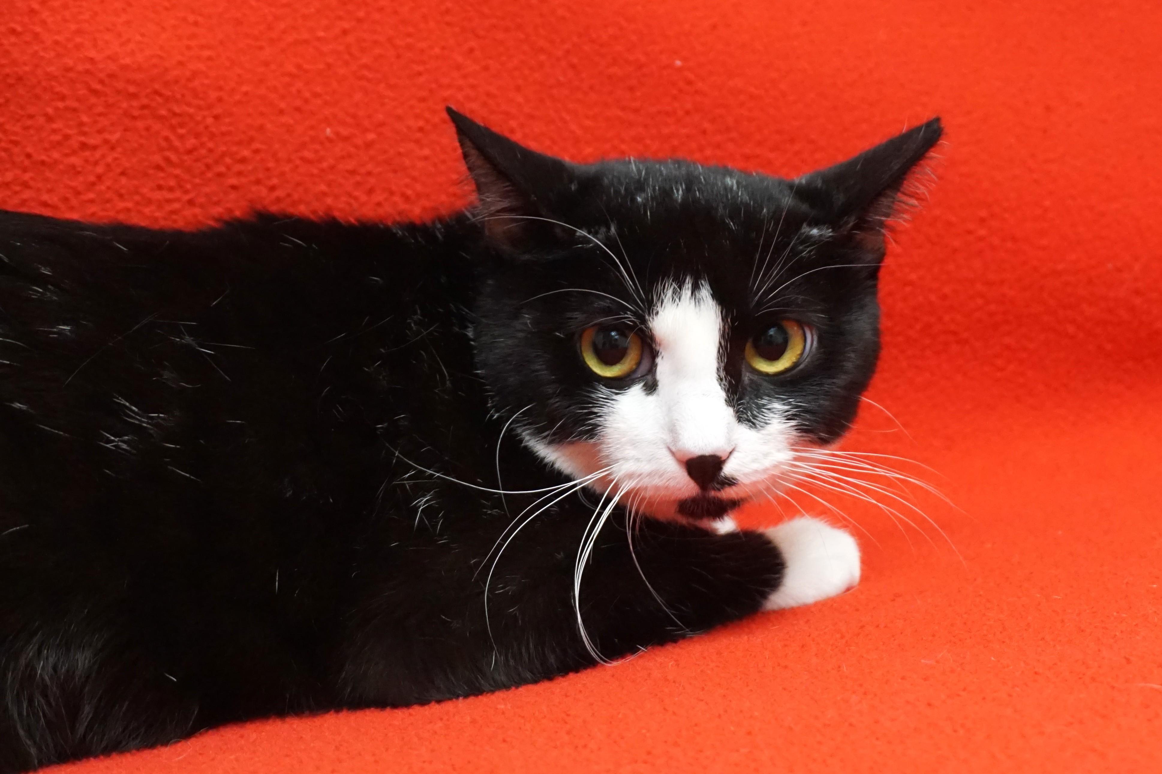 Enlarge Rosemarie, a ADOPTABLE Domestic Short Hair in Fountain Hills, AZ image 3/3