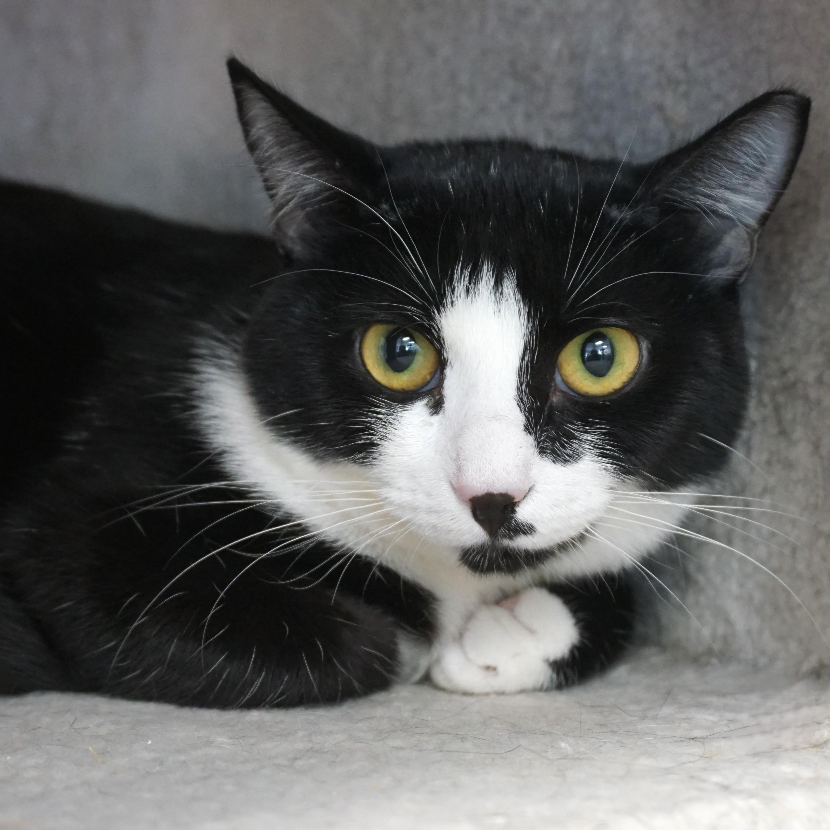 Rosemarie, ADOPTABLE, Adult Female Domestic Short Hair.