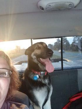 Enlarge Charley, a Adopted mixed breed in Ridgeland, SC image 1/1