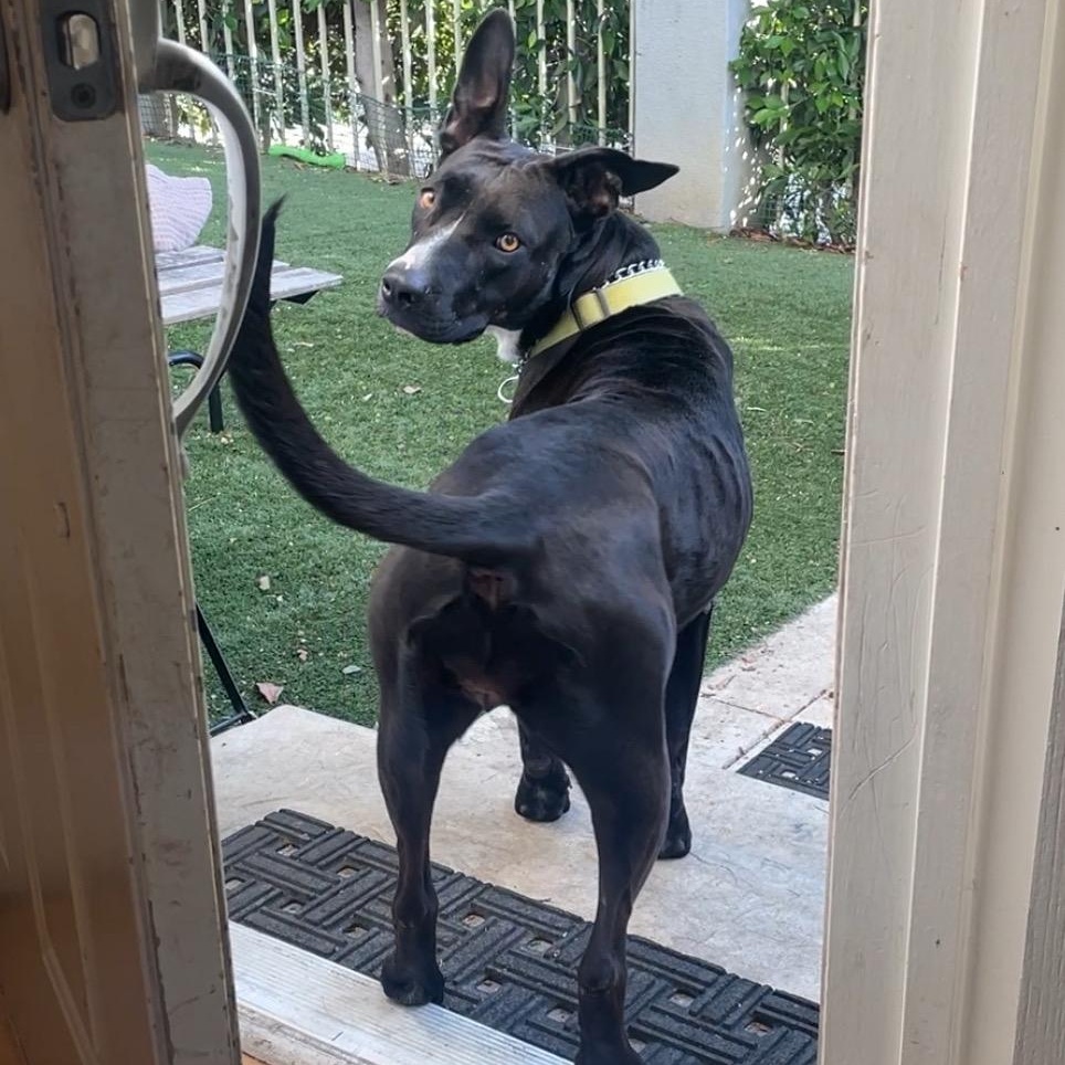 Enlarge Dahlia, a ADOPTABLE mixed breed in Frazier Park, CA image 6/6