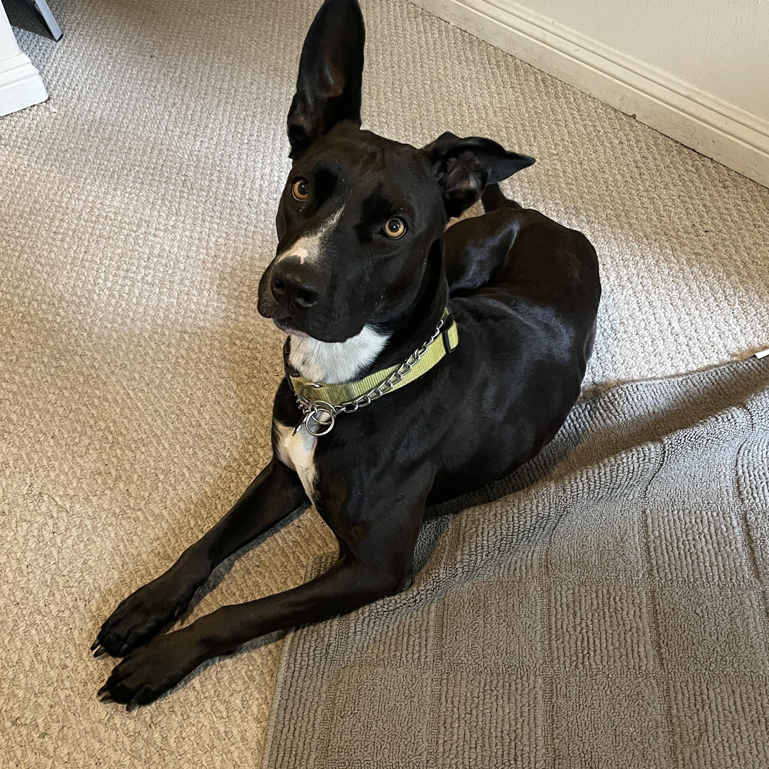 Enlarge Dahlia, a ADOPTABLE mixed breed in Frazier Park, CA image 2/6