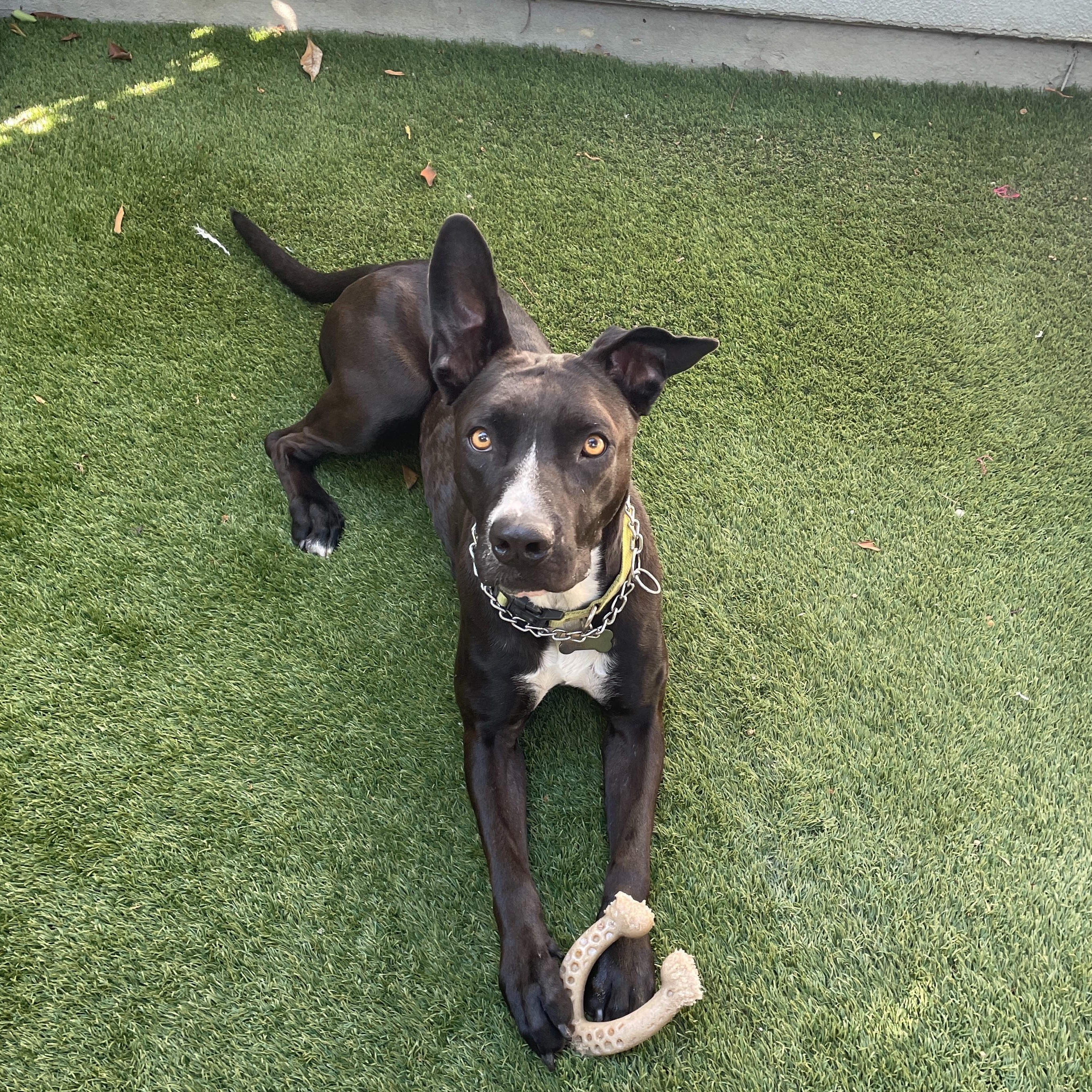 Enlarge Dahlia, a ADOPTABLE mixed breed in Frazier Park, CA image 1/6