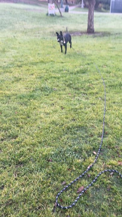 Enlarge Dahlia, a ADOPTABLE mixed breed in Frazier Park, CA video 3/6