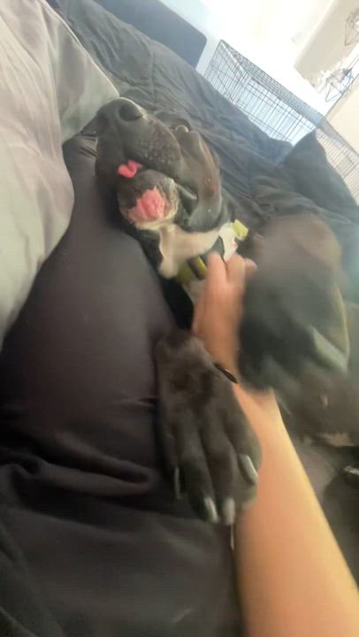 Enlarge Dahlia, a ADOPTABLE mixed breed in Frazier Park, CA video 5/6