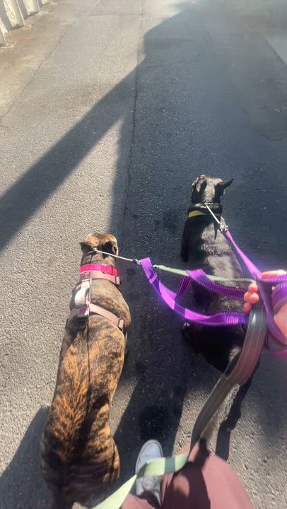 Enlarge Dahlia, a ADOPTABLE mixed breed in Frazier Park, CA video 4/6