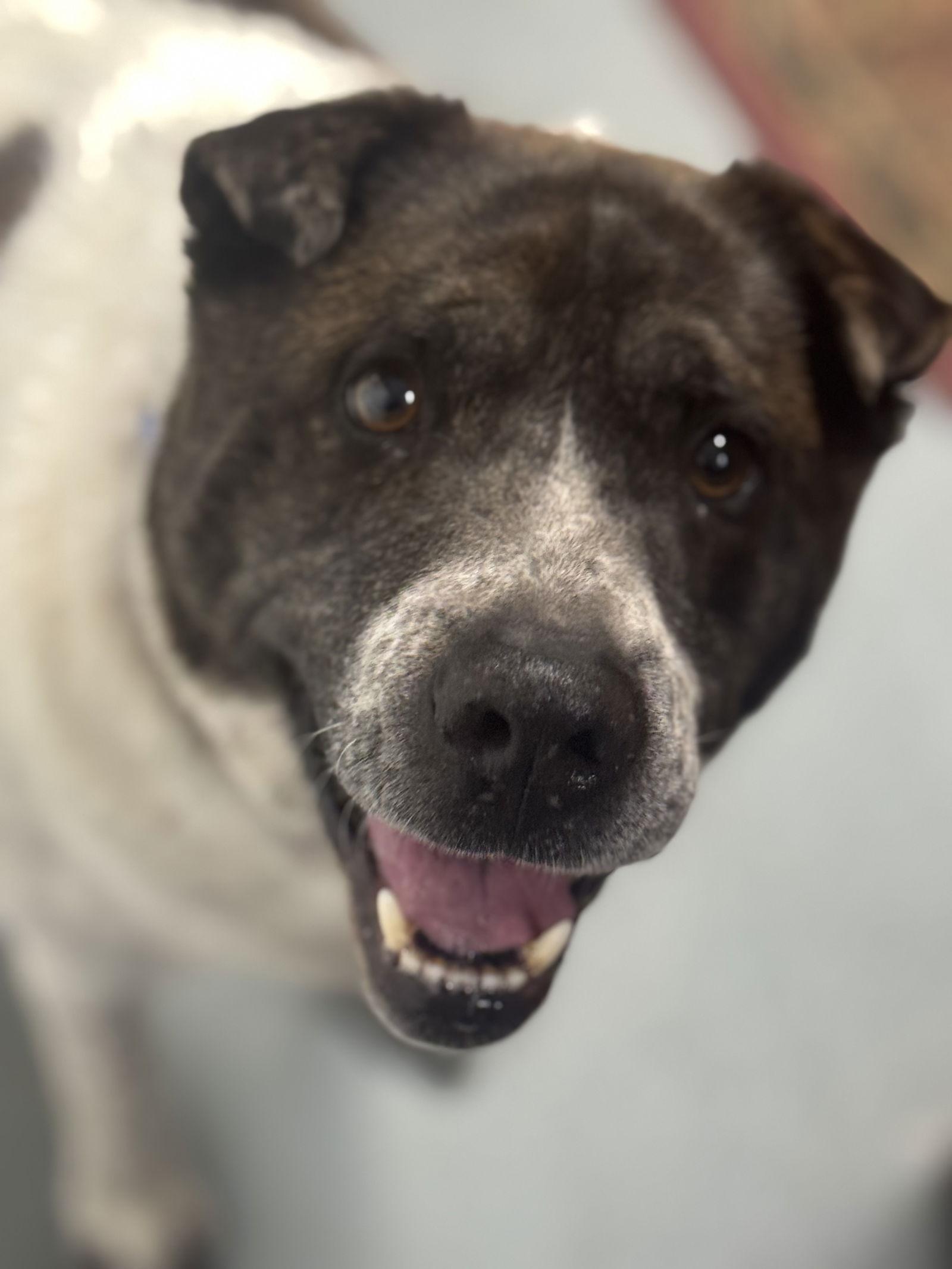 Enlarge General, a Adoptable Mixed Breed in Newport, NH image 1/3