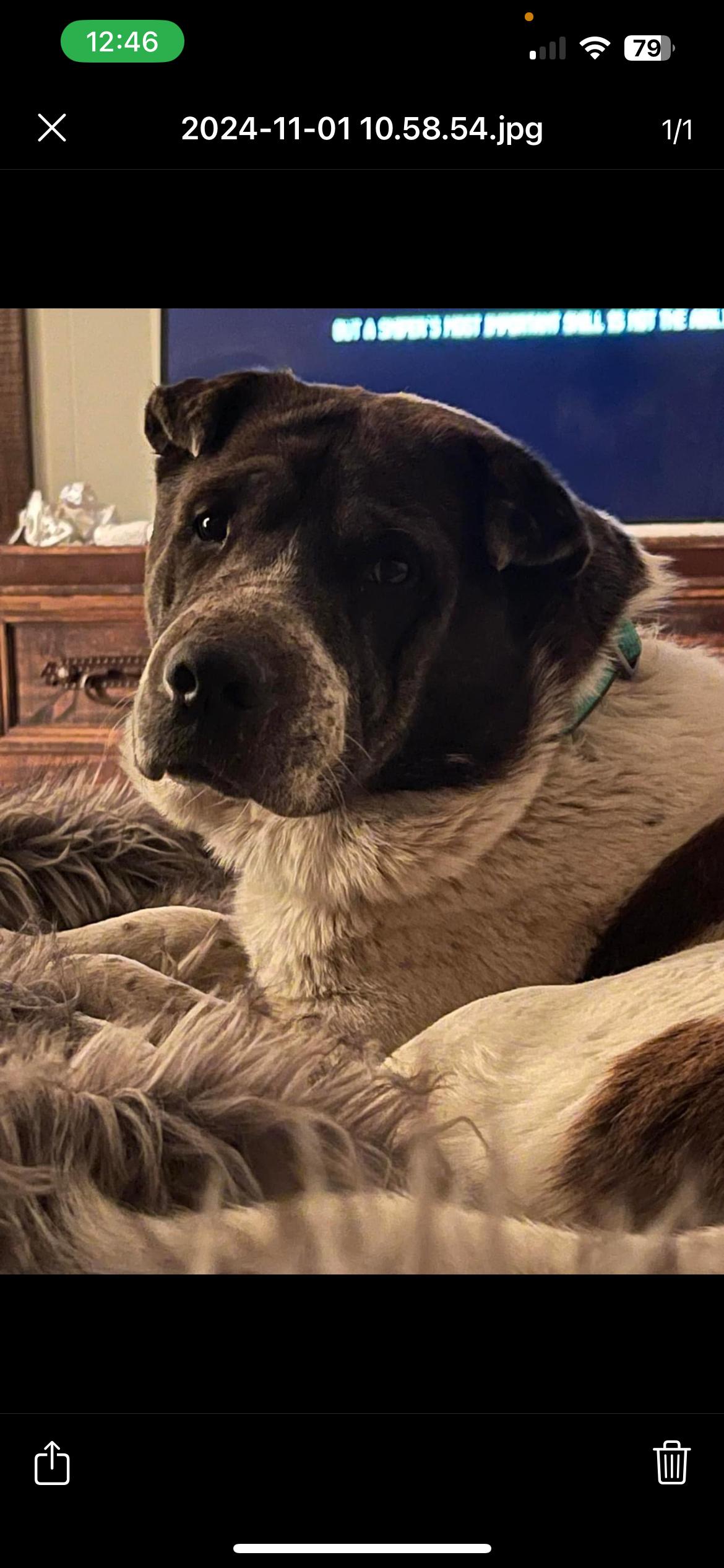 General, a Adoptable Mixed Breed in Newport, NH image 1/3