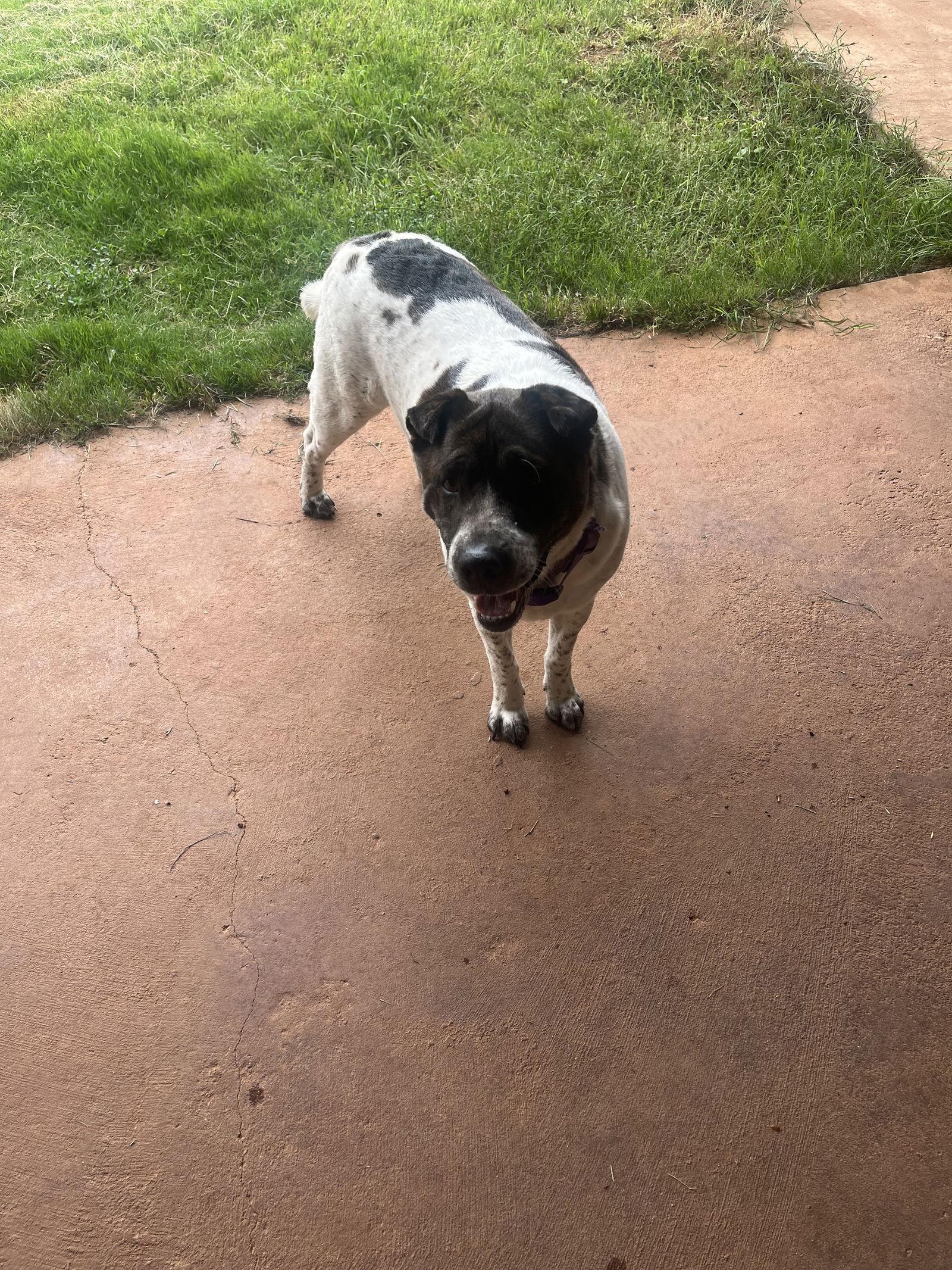 General, a Adoptable Mixed Breed in Newport, NH image 2/3