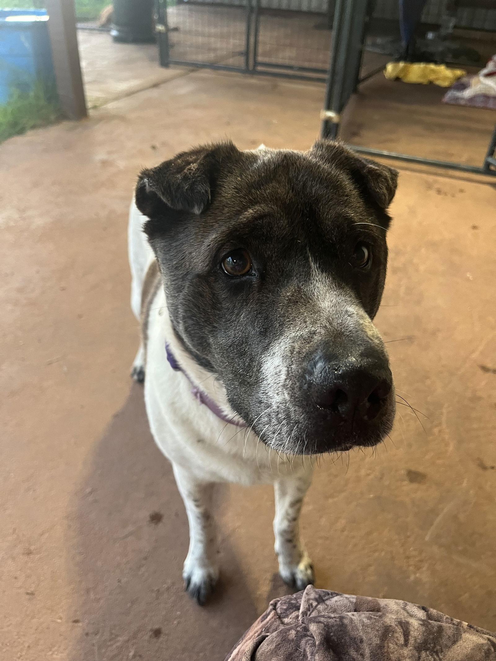 General, a Adoptable Mixed Breed in Newport, NH image 3/3