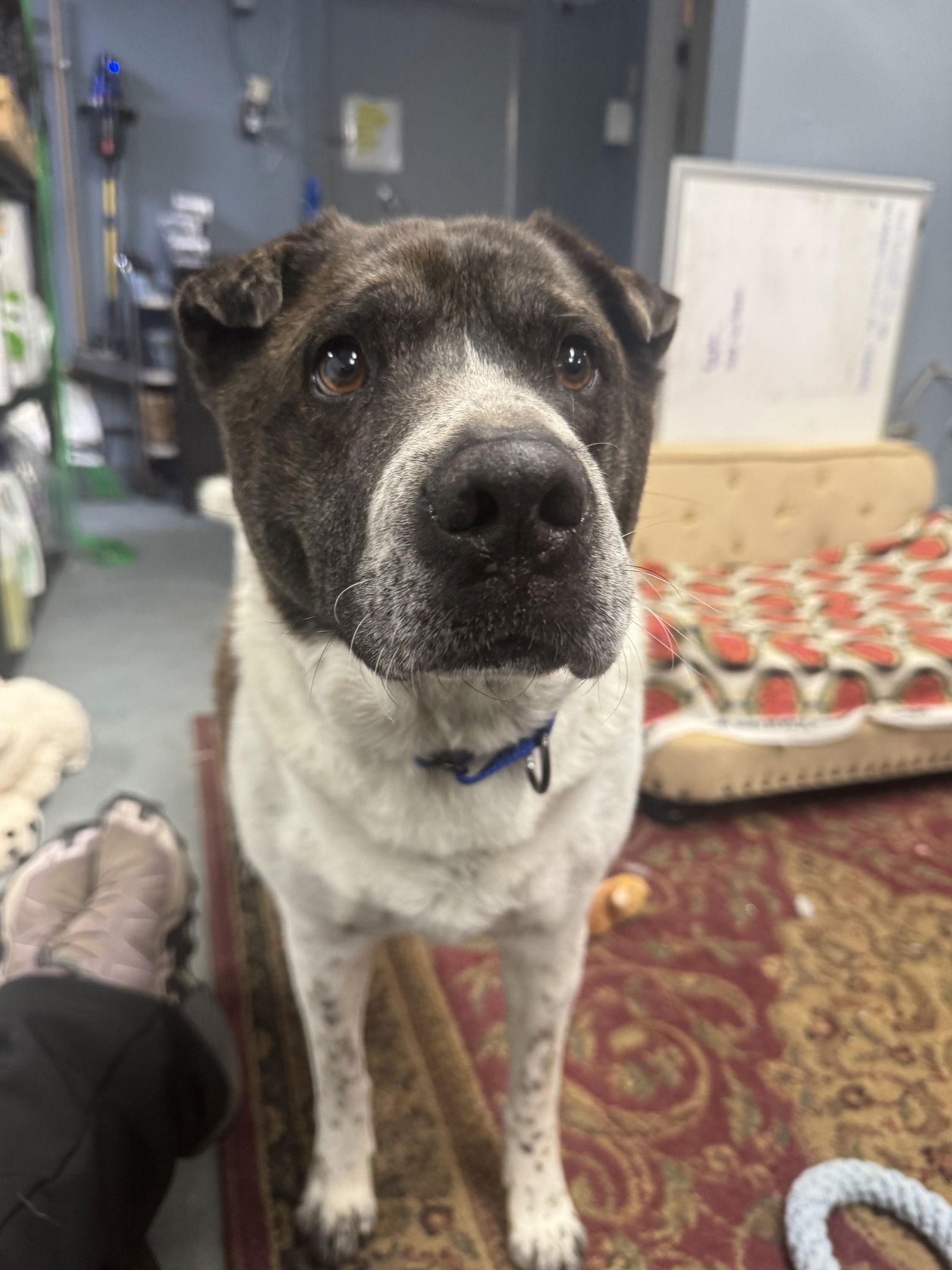 Enlarge General, a Adoptable Mixed Breed in Newport, NH image 3/3